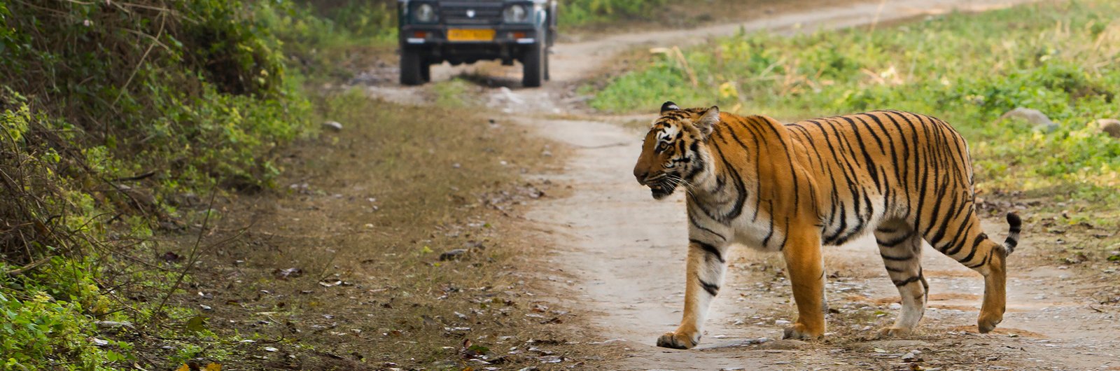 Jim Corbett Safari